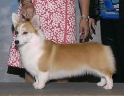 Riverside Pembroke Welsh Corgis